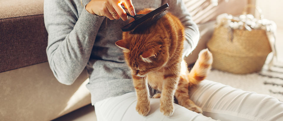 สารก่อภูมิแพ้ที่บ้าน - สะเก็ดผิวหนังของสัตว์เลี้ยง ข้อเท็จจริงอาการแพ้